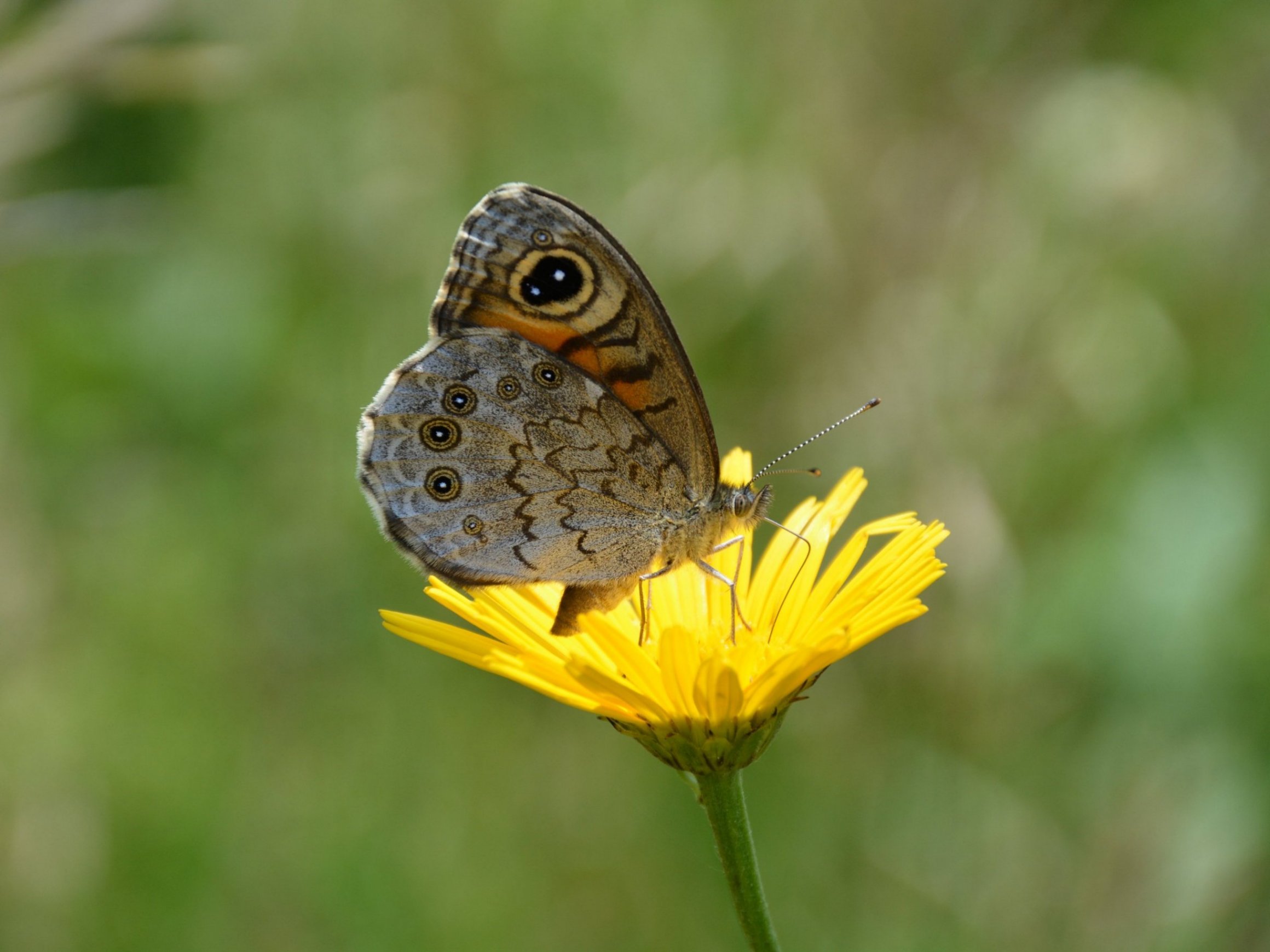 Lasiommata pertropolitana o maera? L. maera